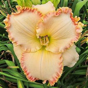 Picotee Perfection